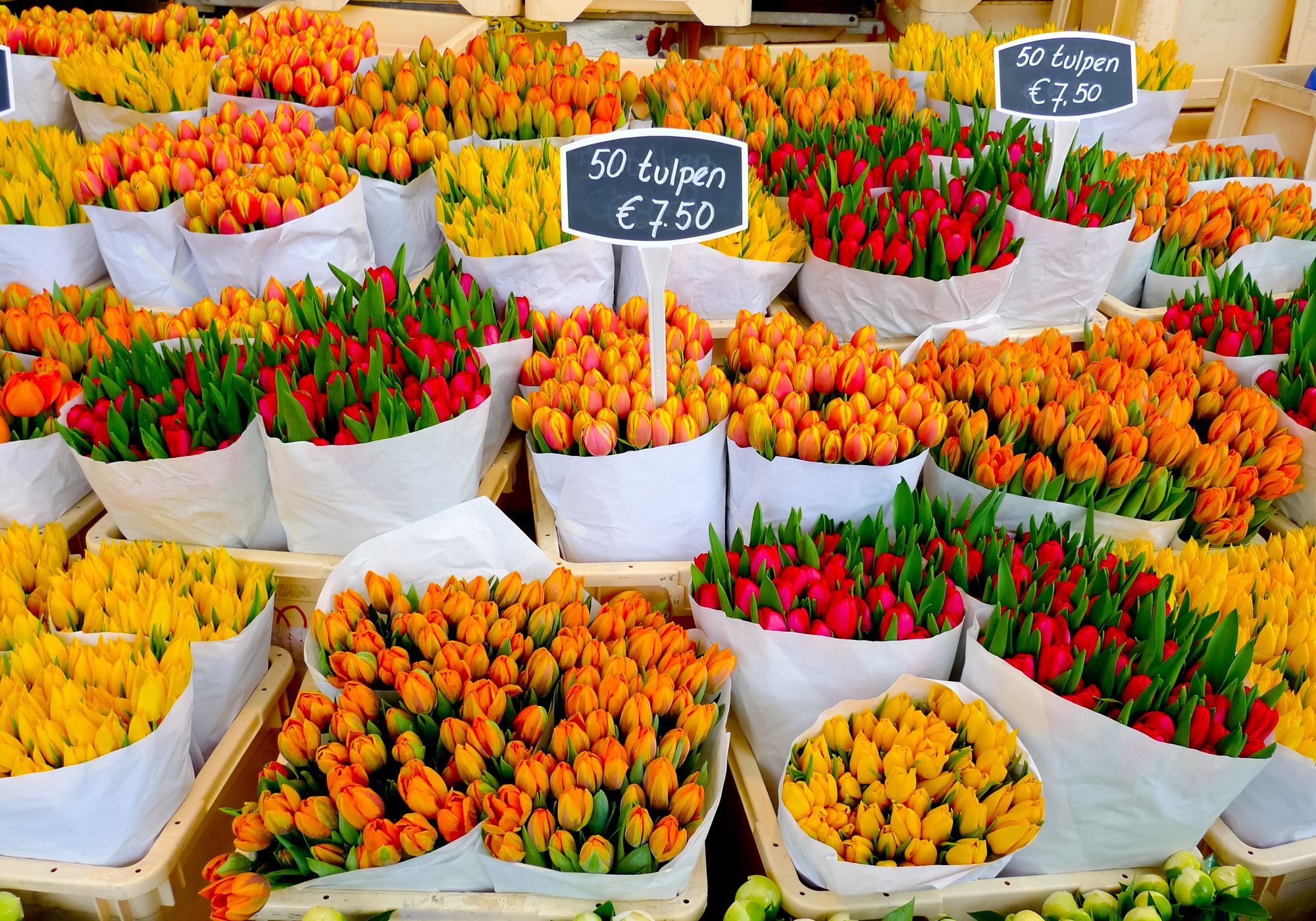 Best Time To Visit Amsterdam For Tulips