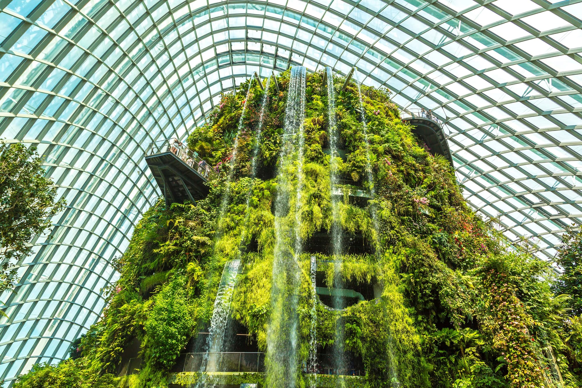 Cloud Forest Singapore