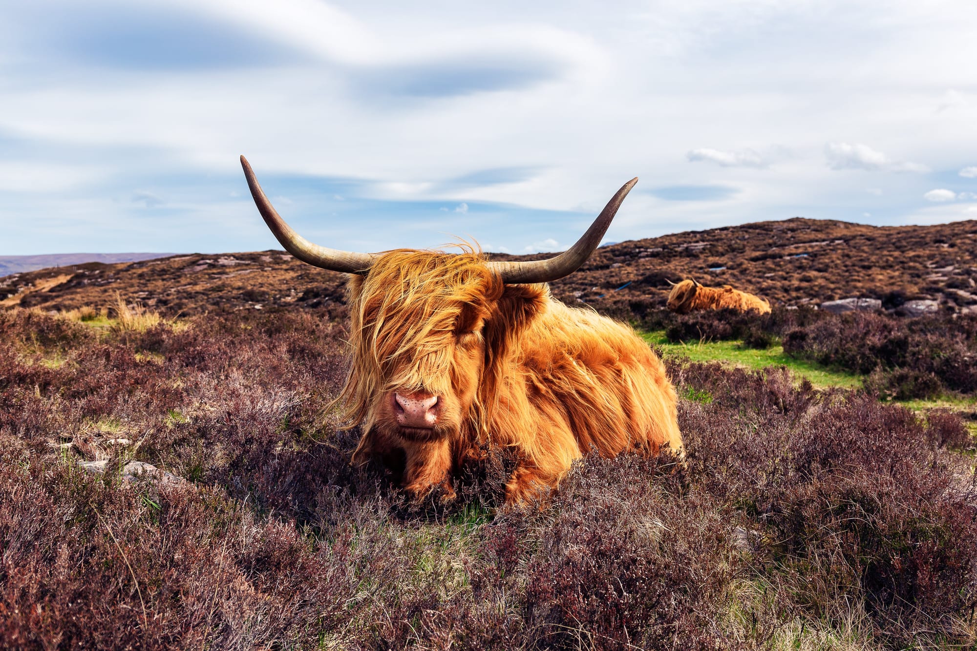 Highland Cow On The North Coast 500